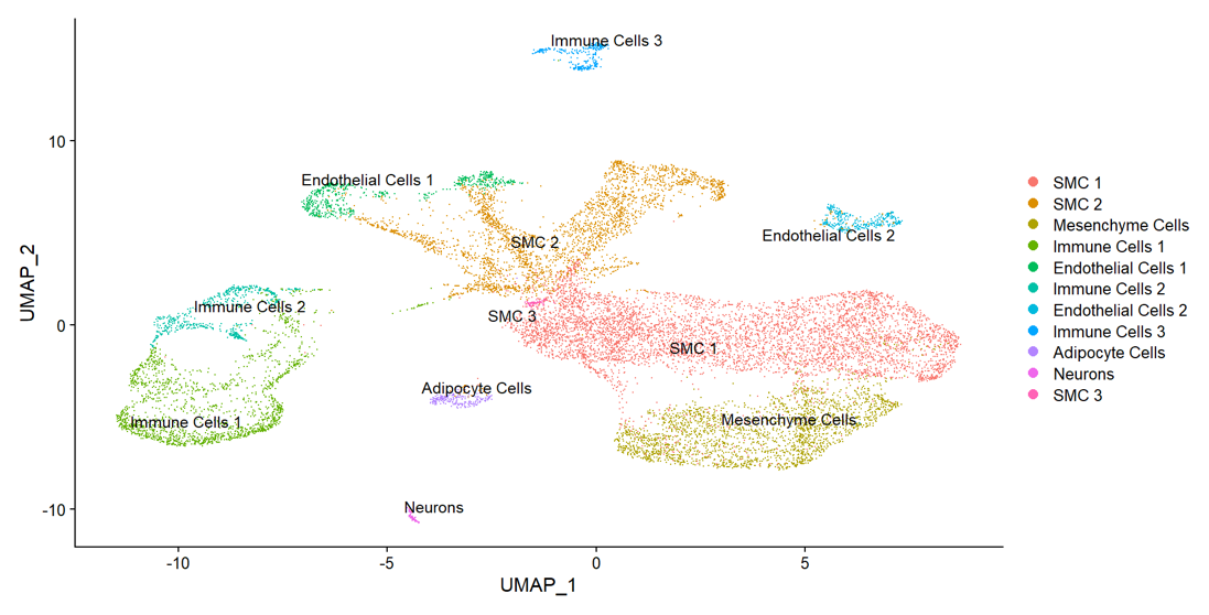 Mapping the identity of each cell cluster