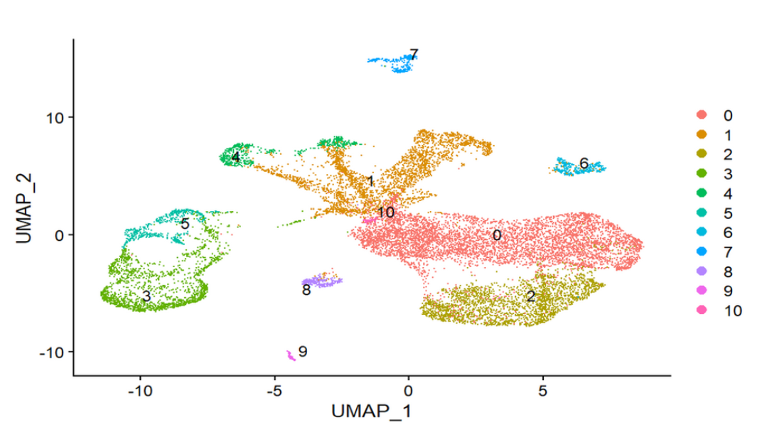 Classification using UMAP